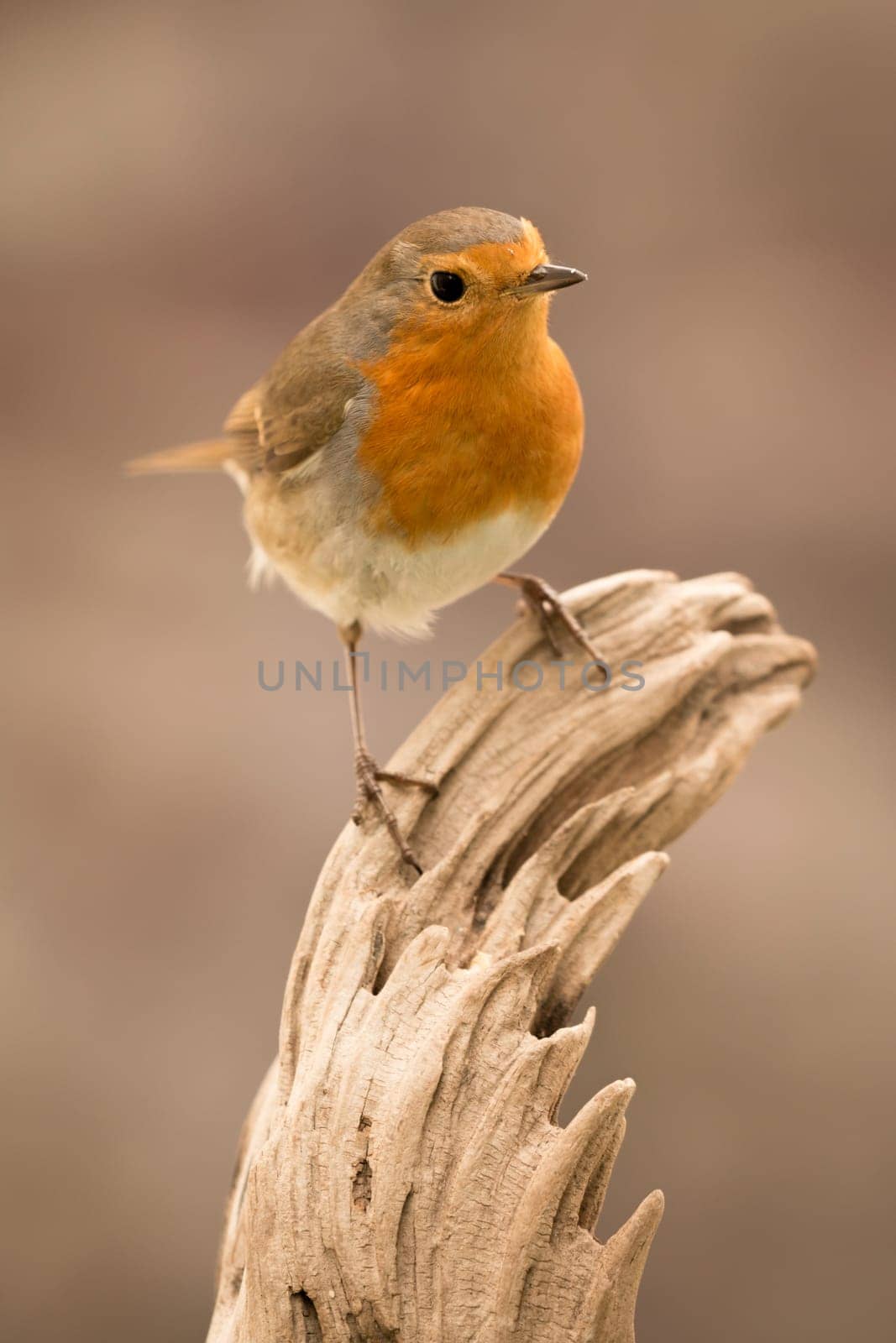 Pretty Bird With a Nice Orange Red Plumage in the Nature