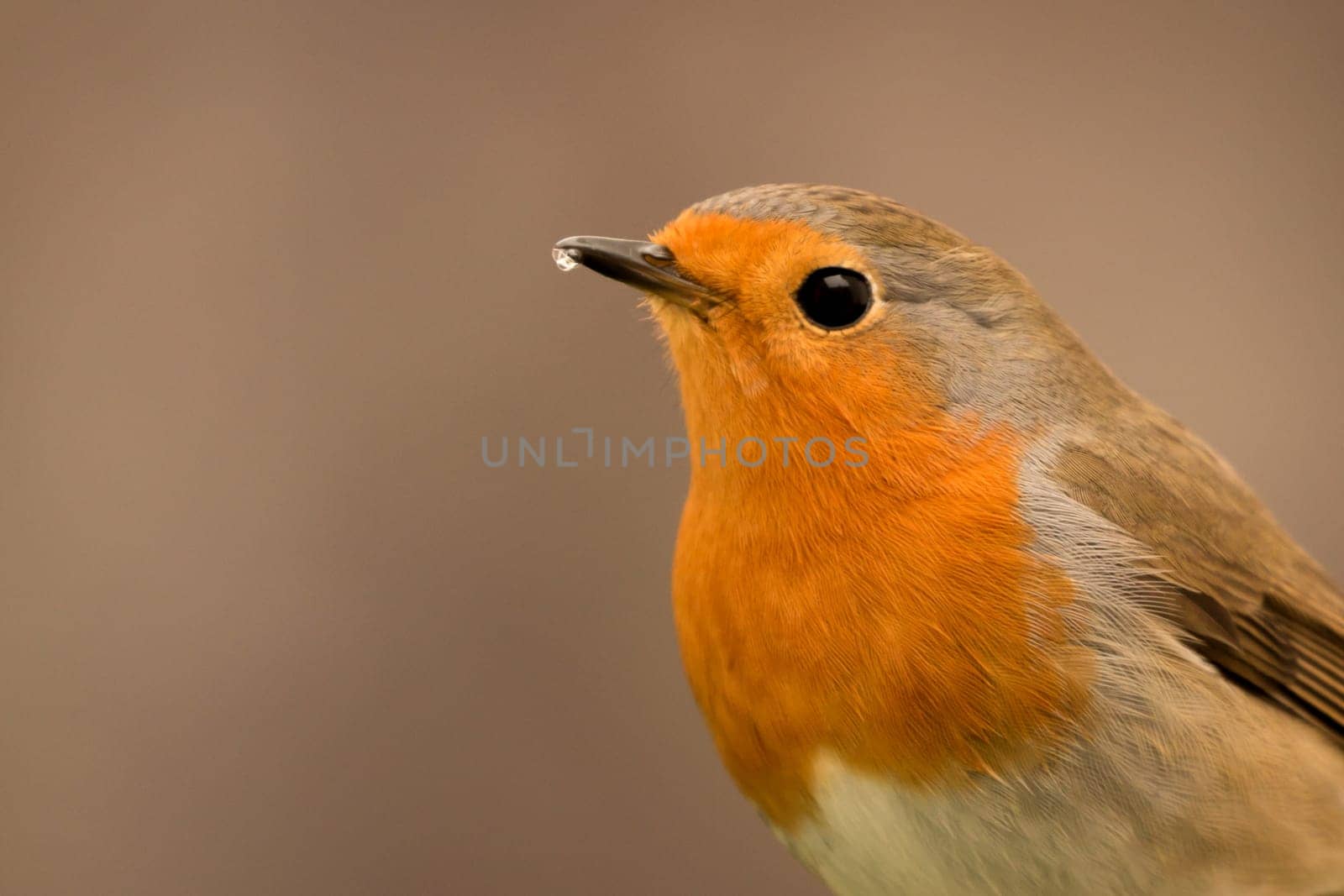 Pretty Bird With a Nice Orange Red Plumage in the Nature