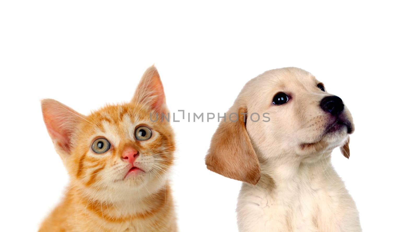Two beautiful puppies, a cat and a dog, looking up isolated on a white background