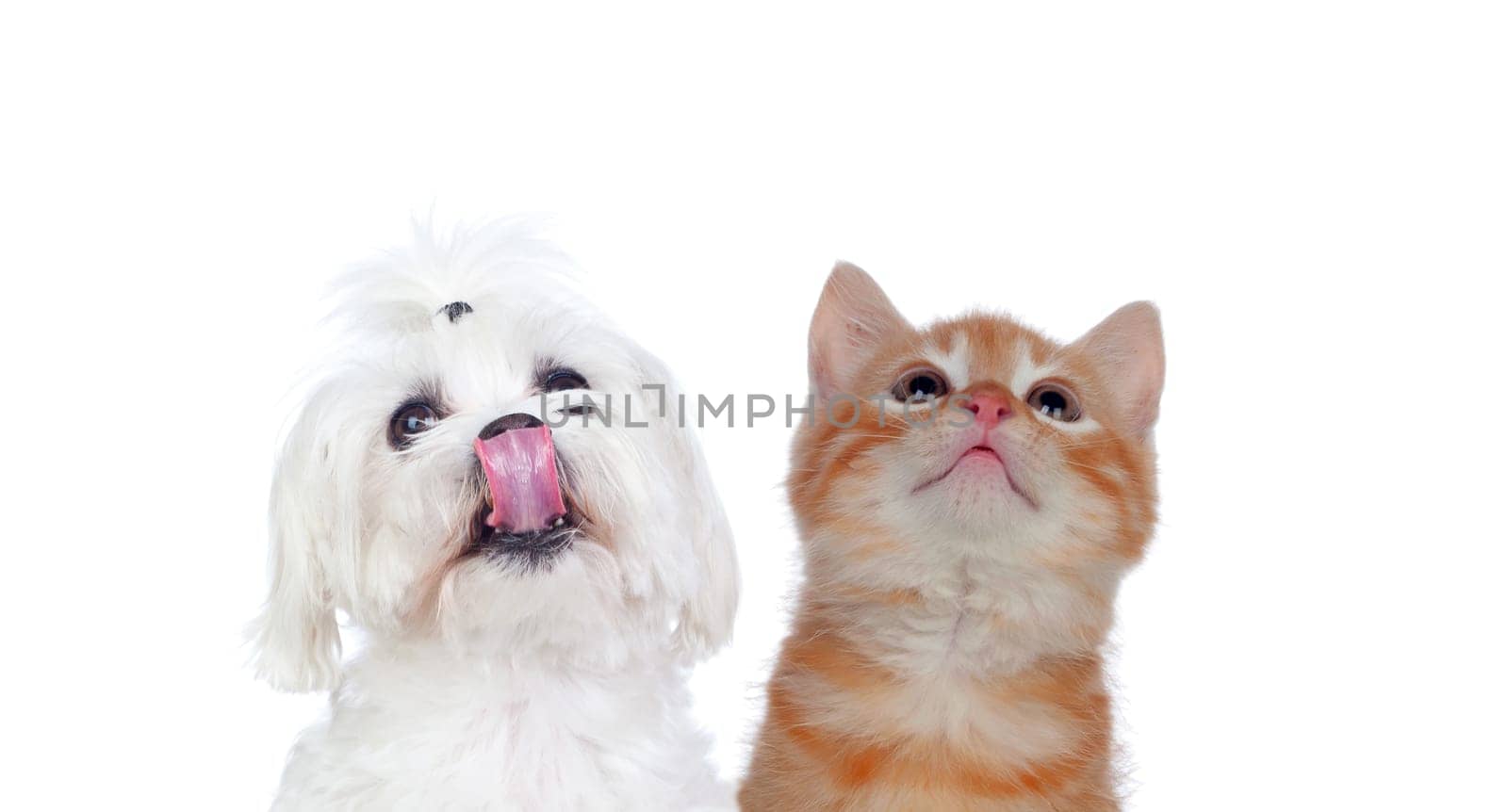 Two beautiful pets isolated on a white background