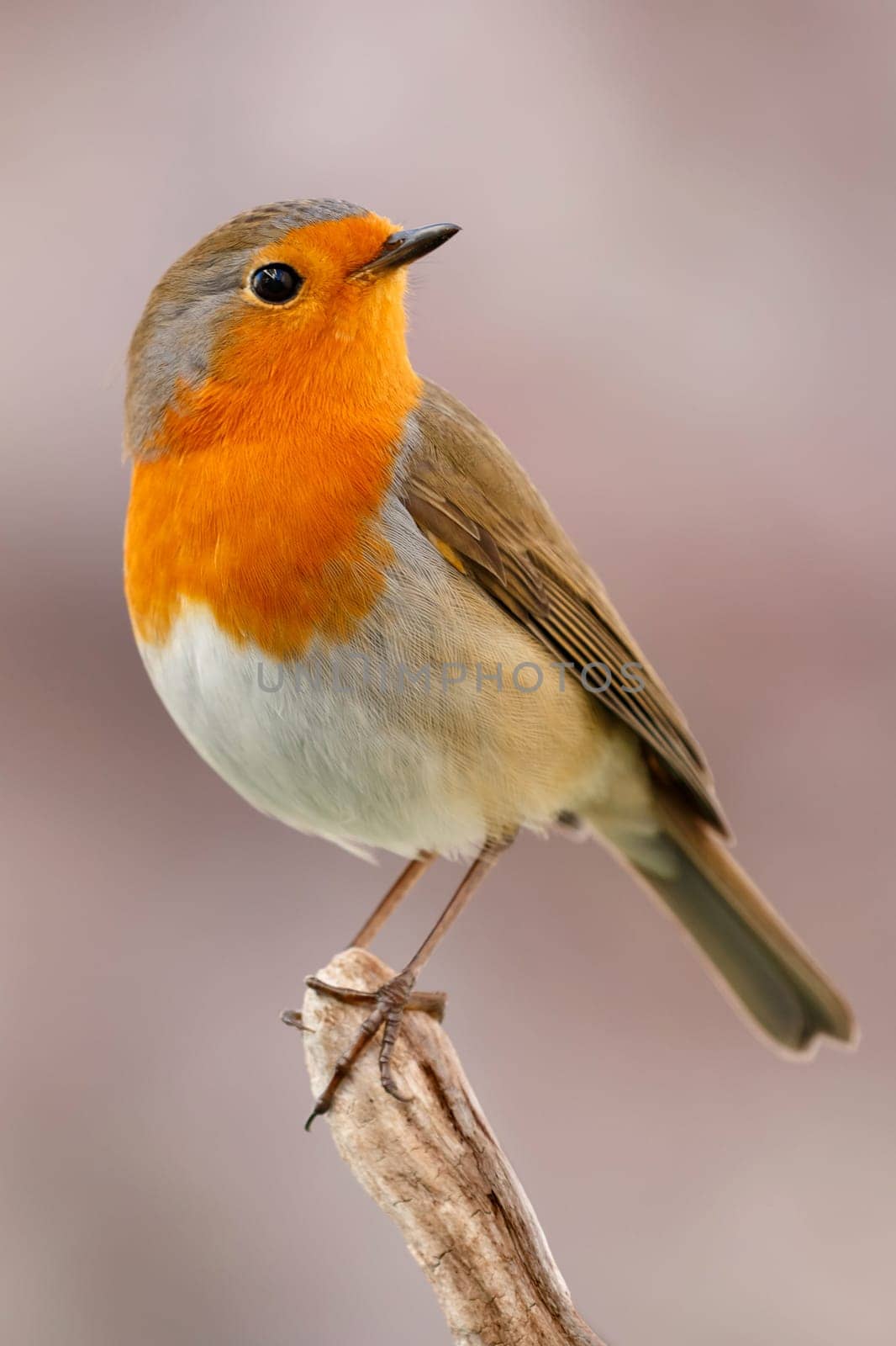 Pretty bird With a nice orange red plumage in the nature