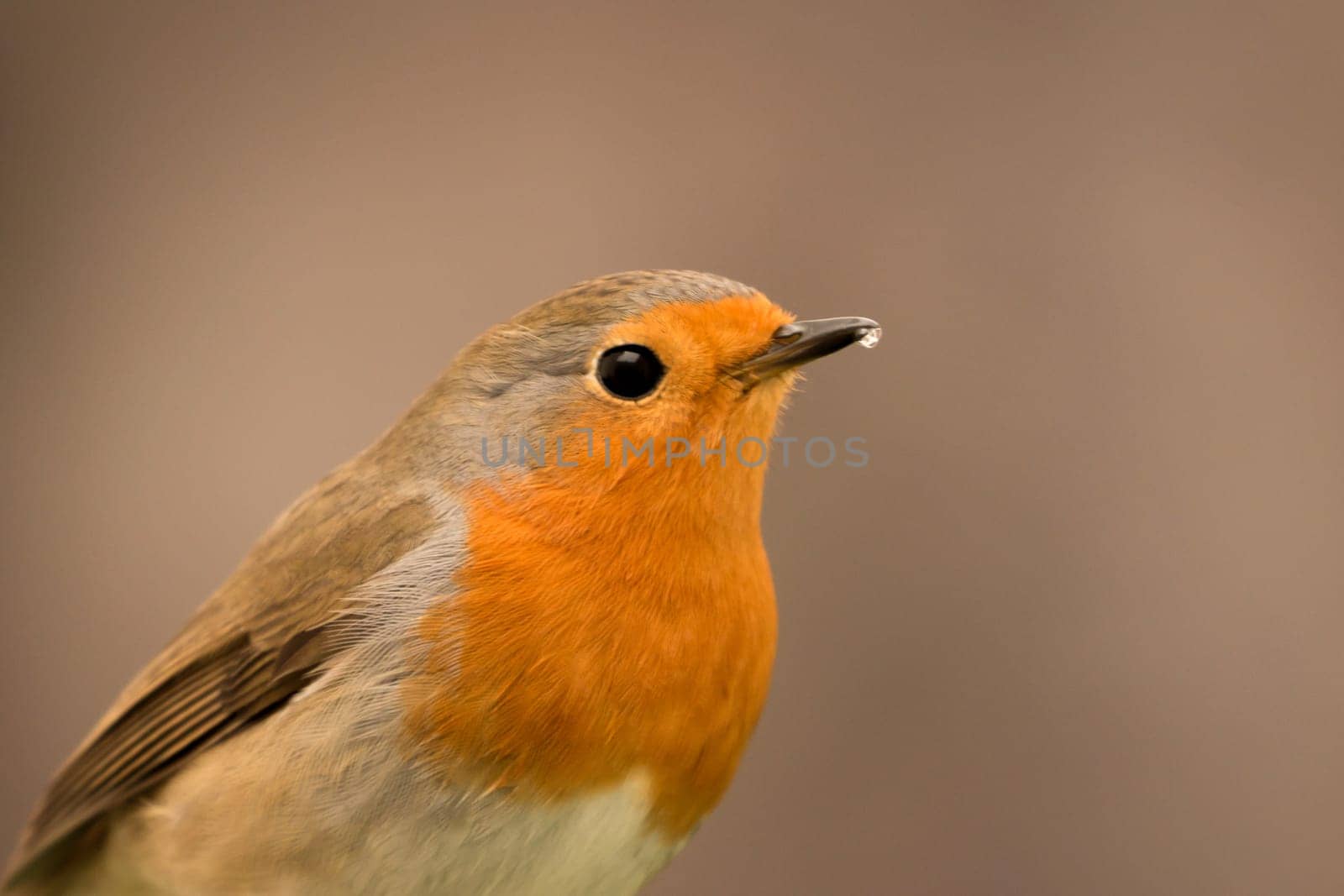 Pretty Bird With a Nice Orange Red Plumage in the Nature