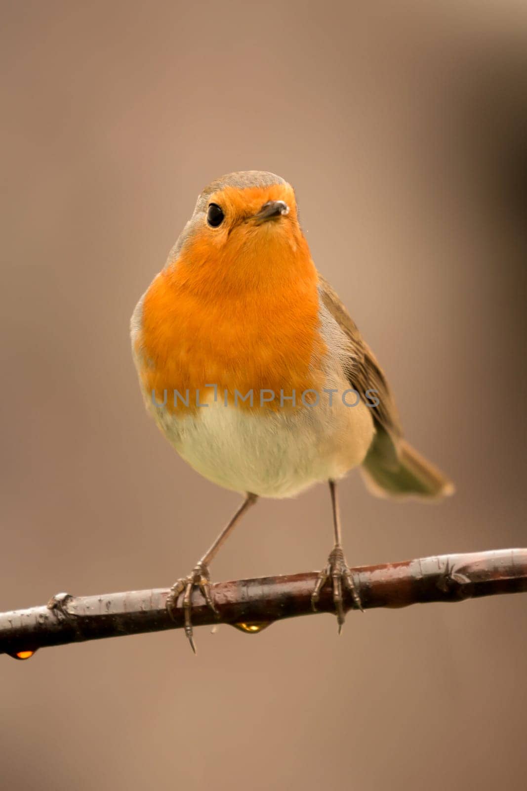 Pretty Bird With a Nice Orange Red Plumage in the Nature