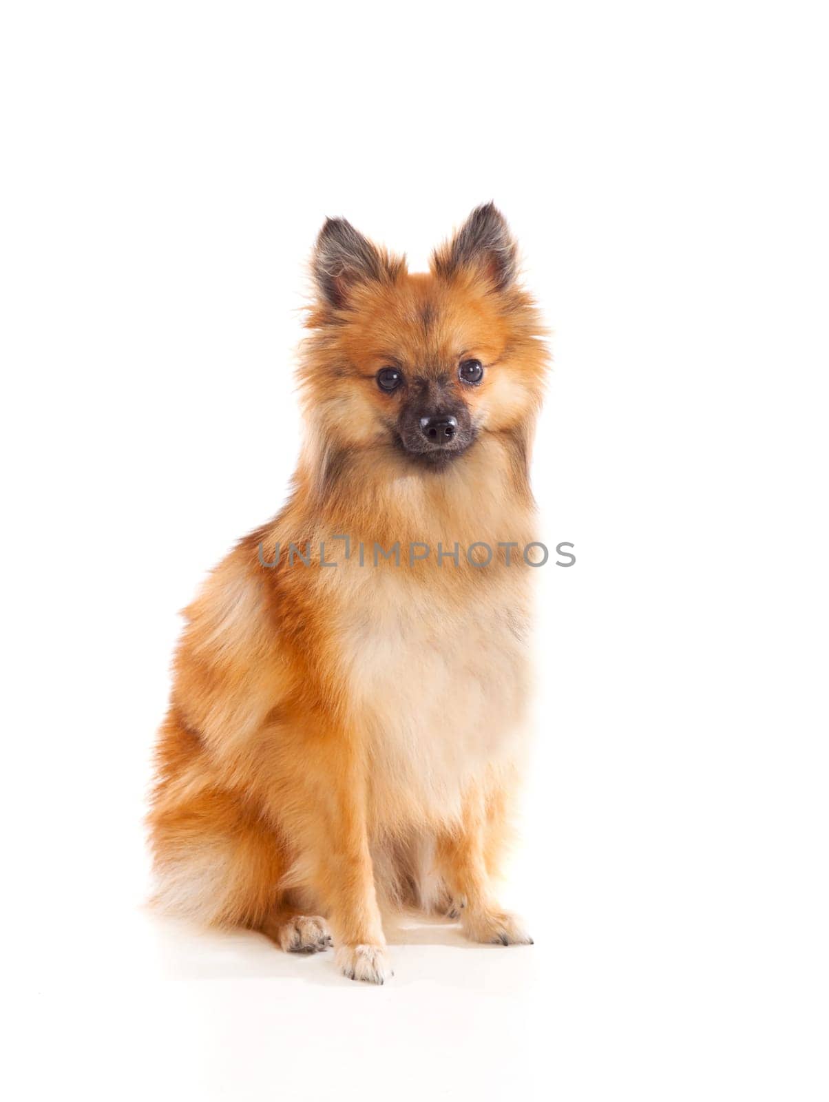 Beautiful brown Pomeranian dog isolated on a white background