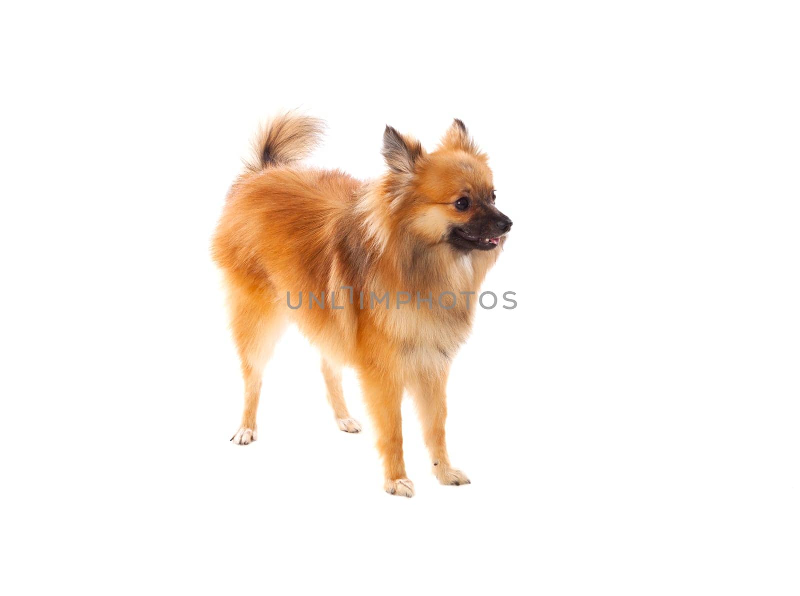 Beautiful brown Pomeranian dog isolated on a white background