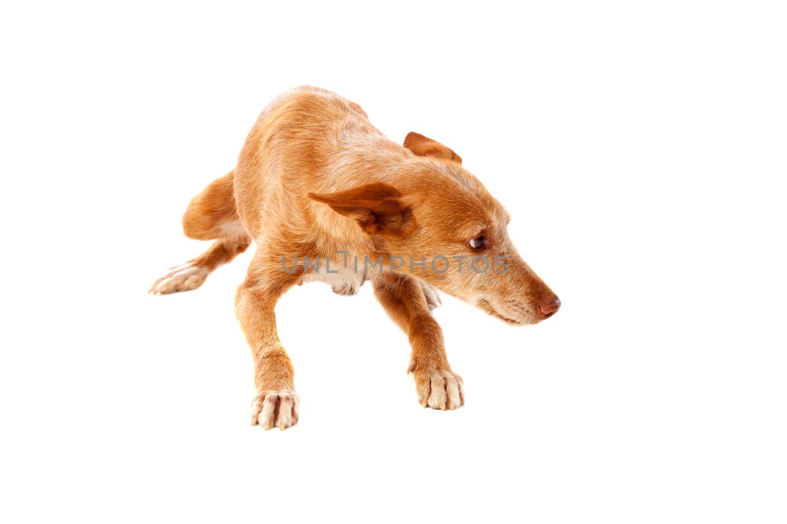 Beautiful hound dog with brown hair isolated on a white background