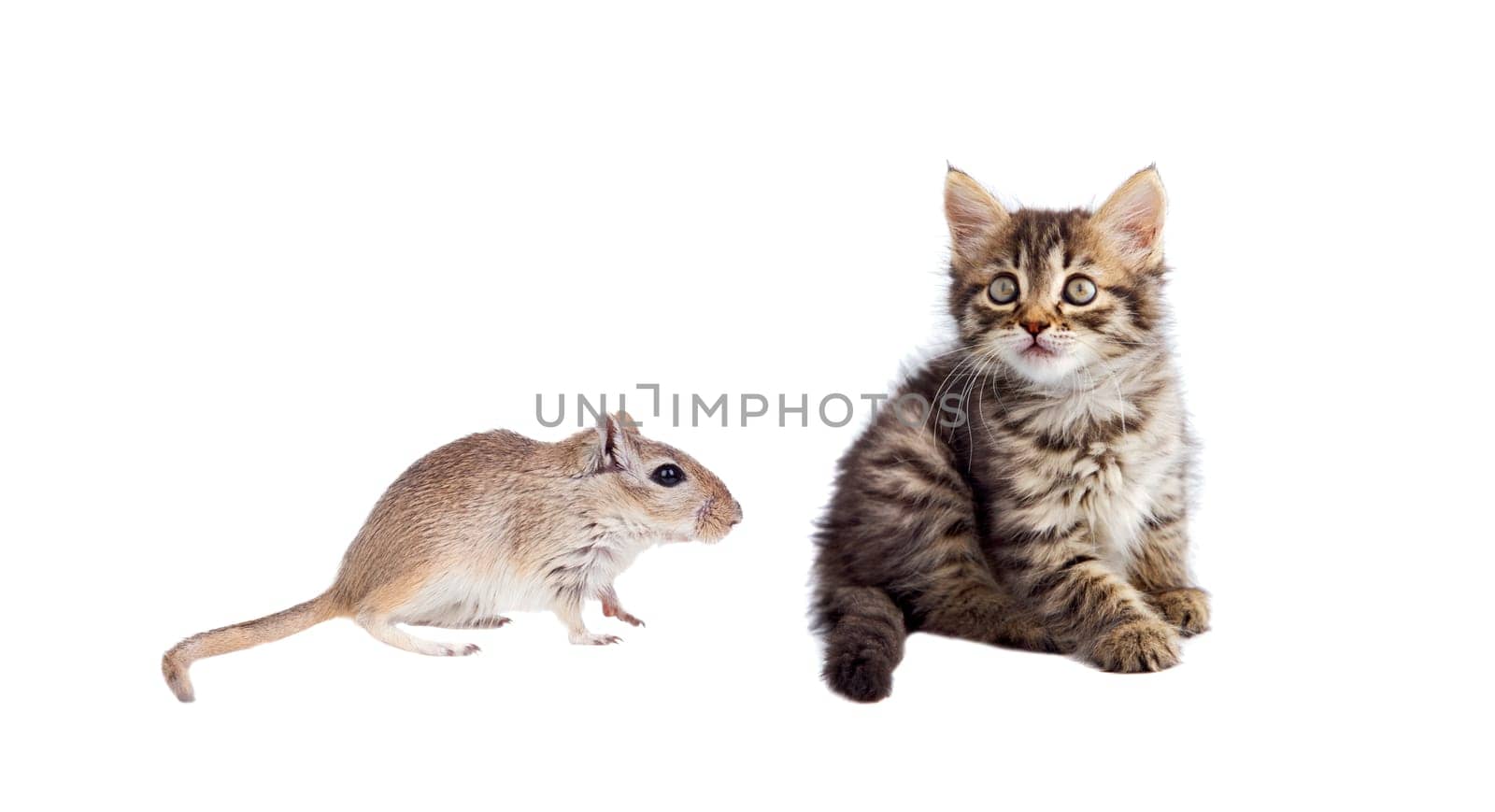 Cat and mouse isolated on a white background. Dangerous friendship