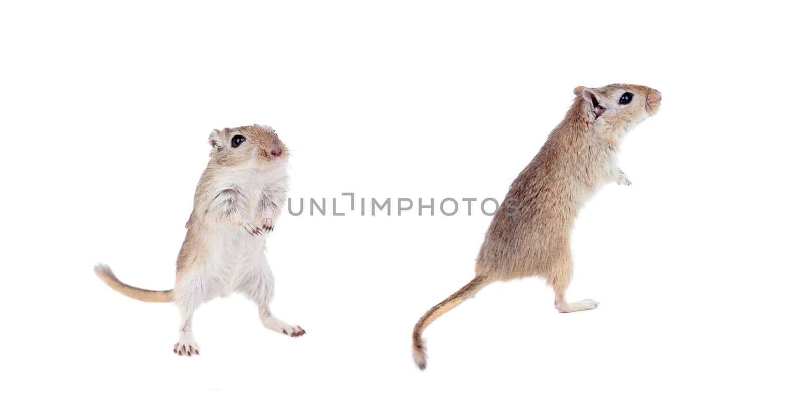 Funny gergils isolated on a white background