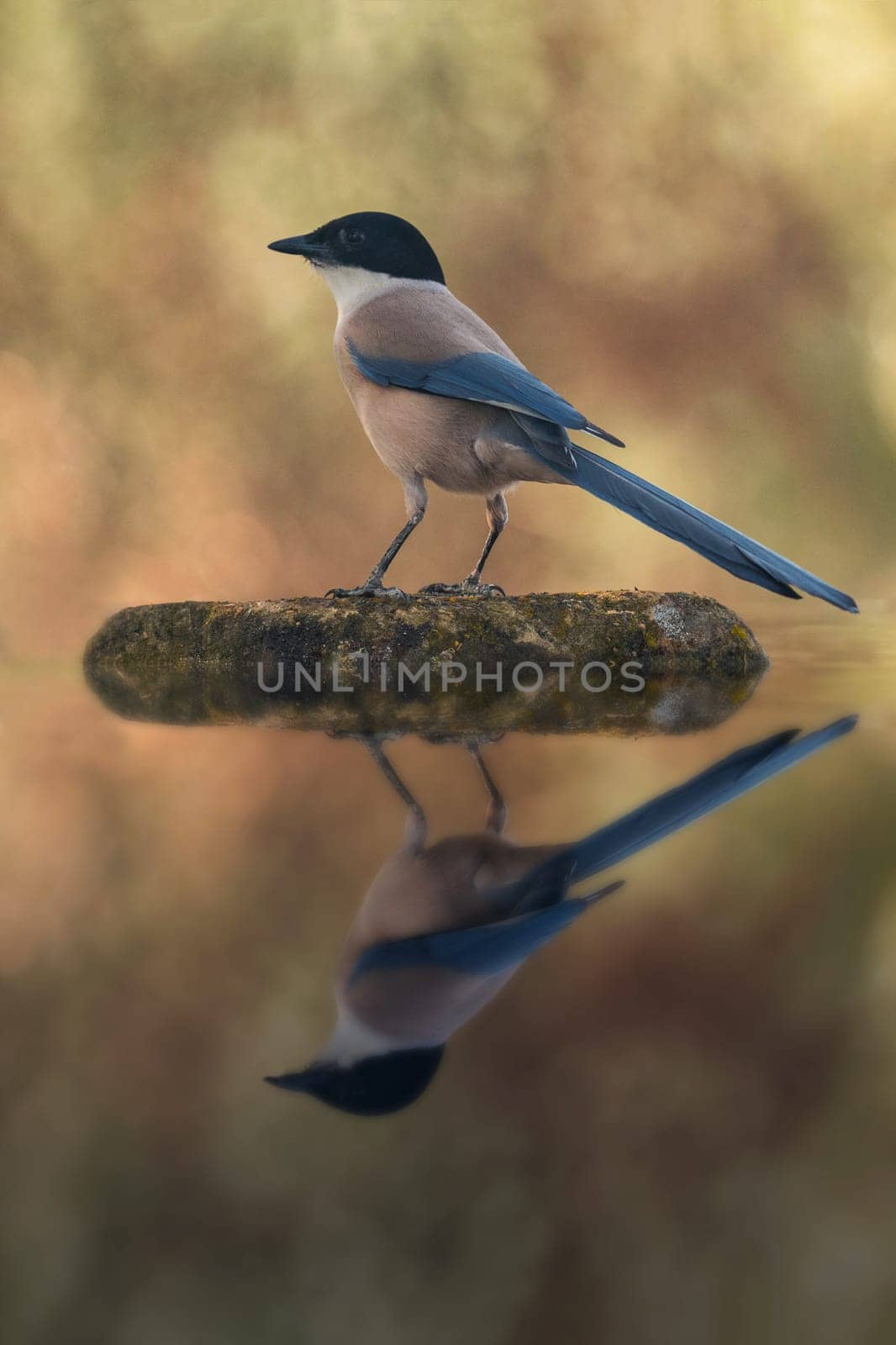 Bird with black head and blue tail on a stone in the middle of the lake. Perfect reflection on the water