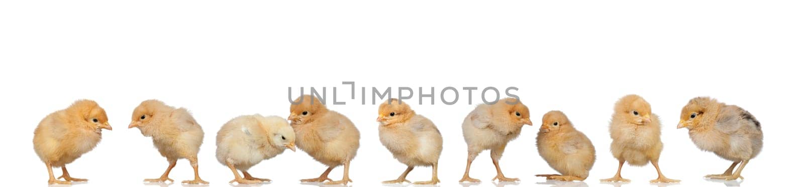 Meeting of yellow chickens at Easter isolated on a white background