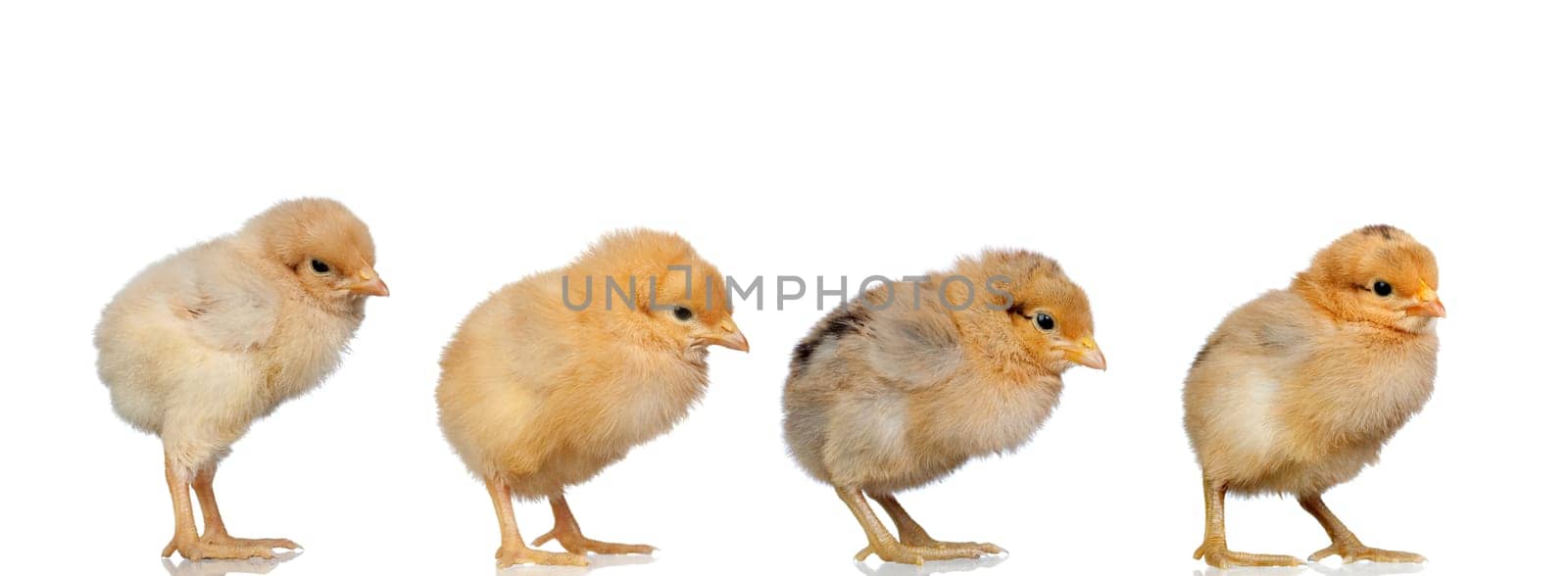 Meeting of four yellow chickens looking at the same side