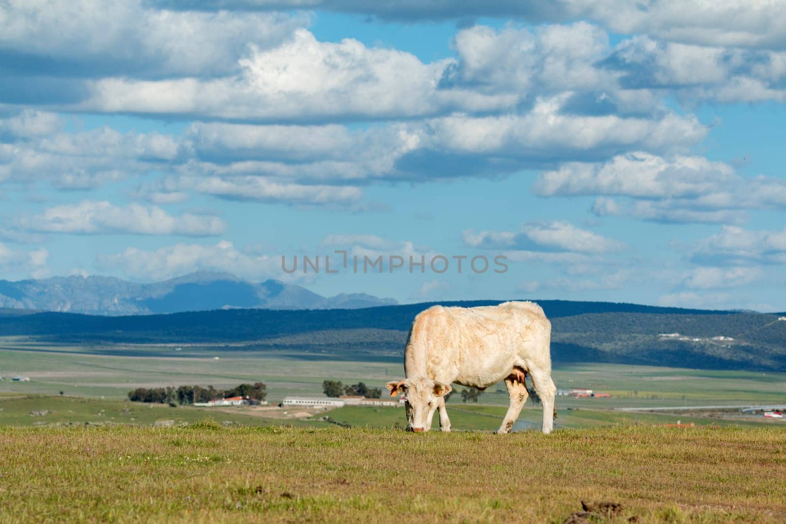 Cows grazing in the meadow under a beautiful sky