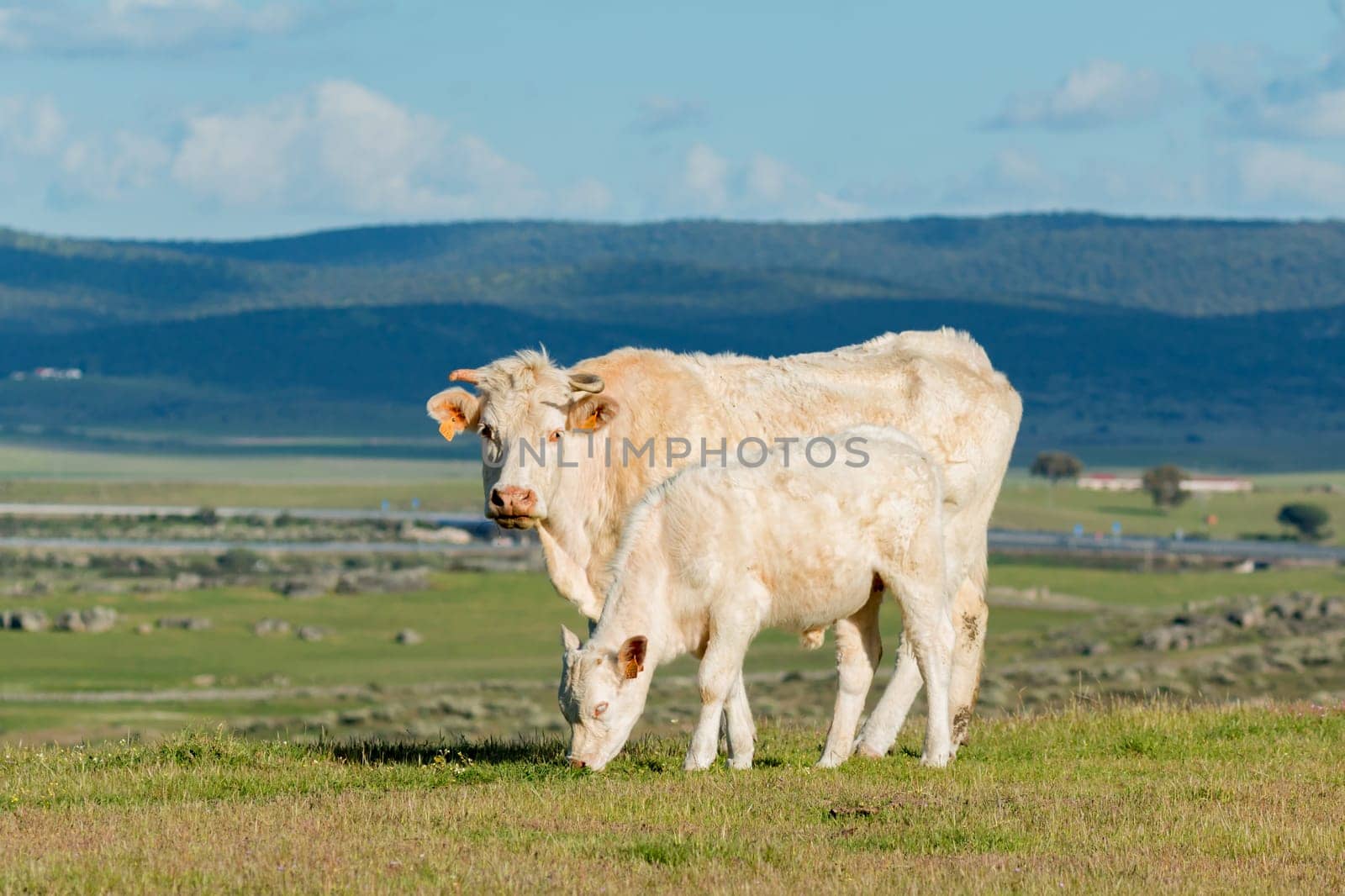 Cows grazing in the meadow under a beautiful sky