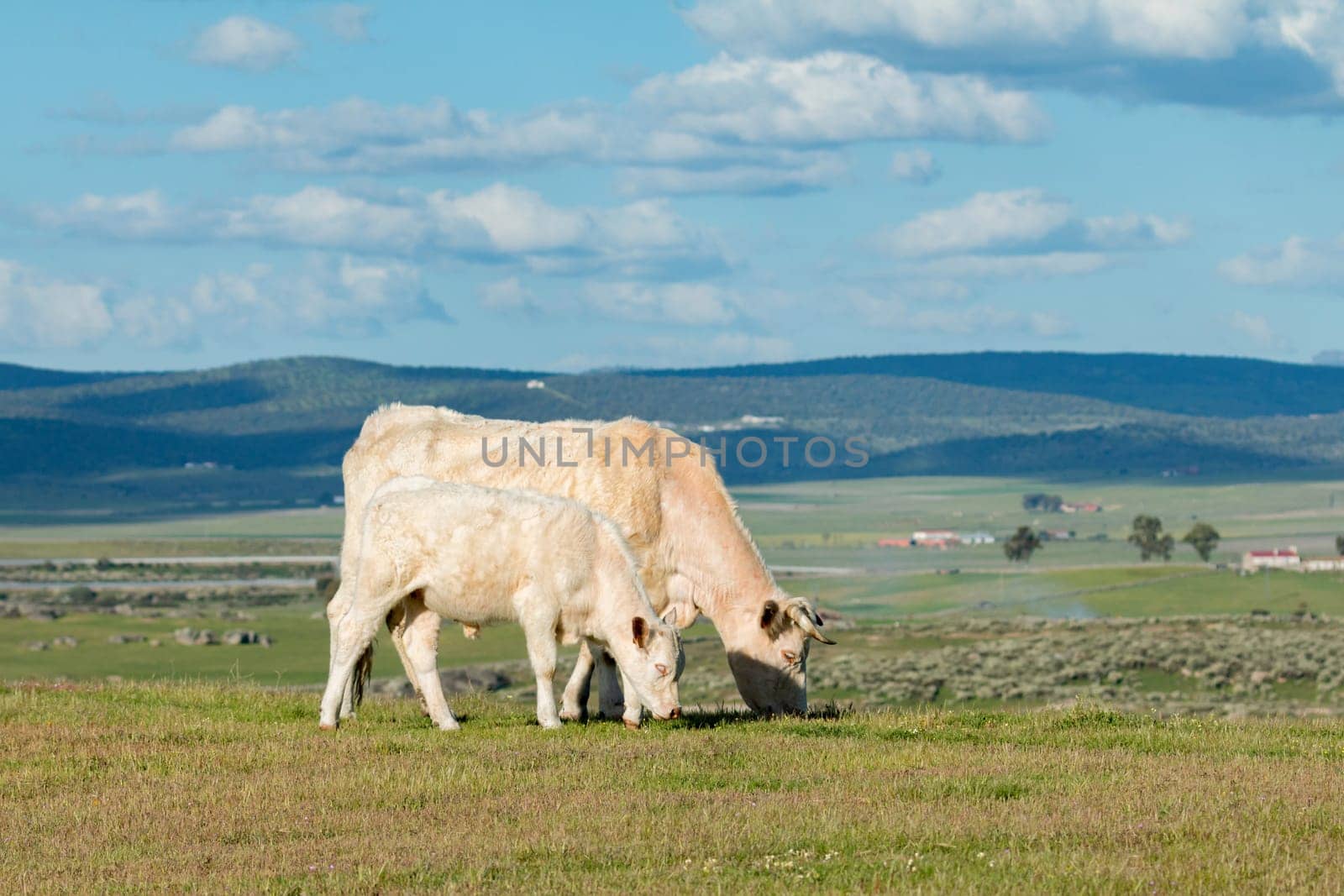 Cows grazing in the meadow under a beautiful sky