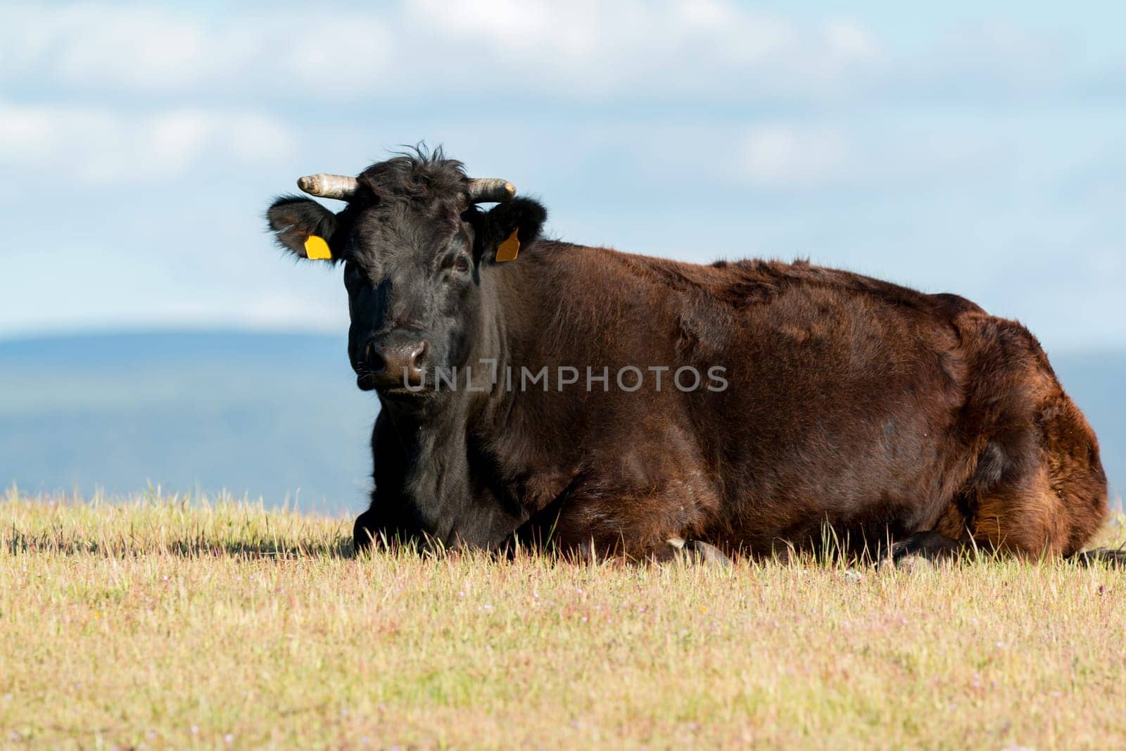 Black bull lying on the meadow looking at camera