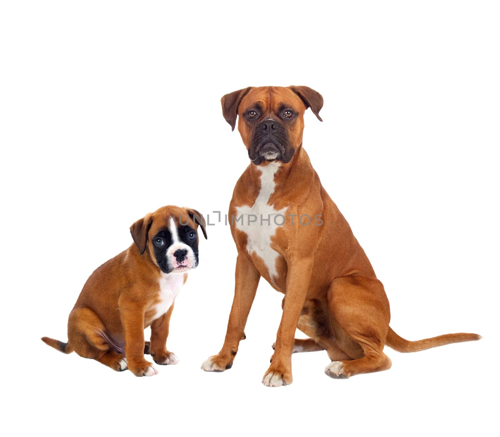 Family boxer dogs isolated on a white backgrond