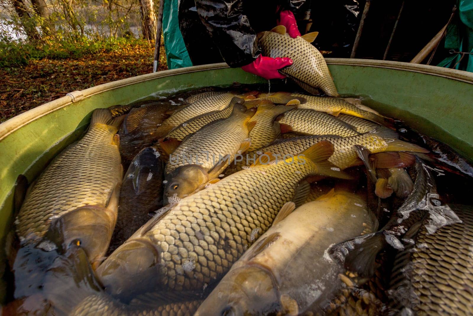 Autumn harvest of carps from fishpond to christmas markets in Czech republic. In Central Europe fish is a traditional part of a Christmas Eve dinner.