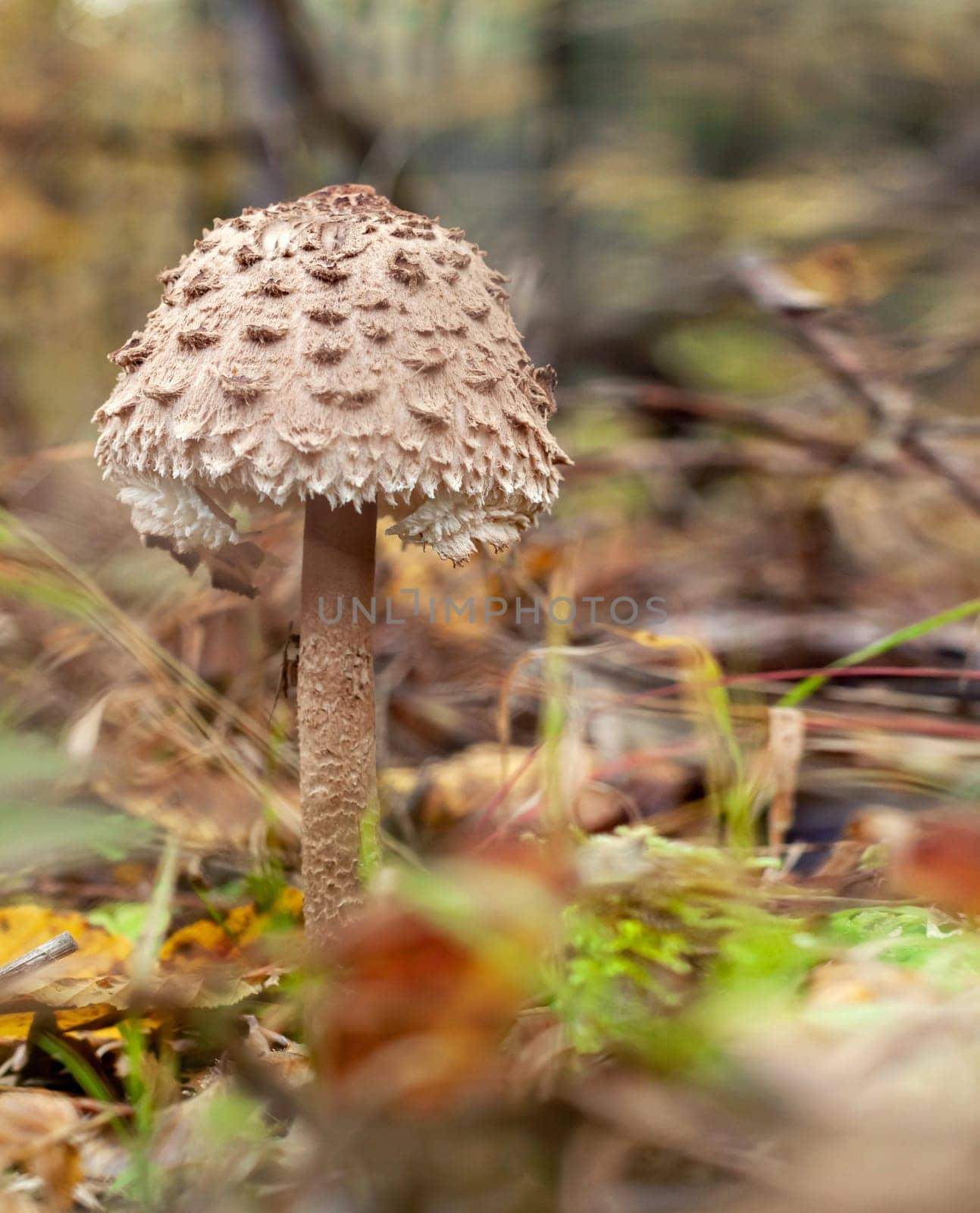 Cmushroom - Cystolepiota high - Macrolepiota procera, Czech Republic