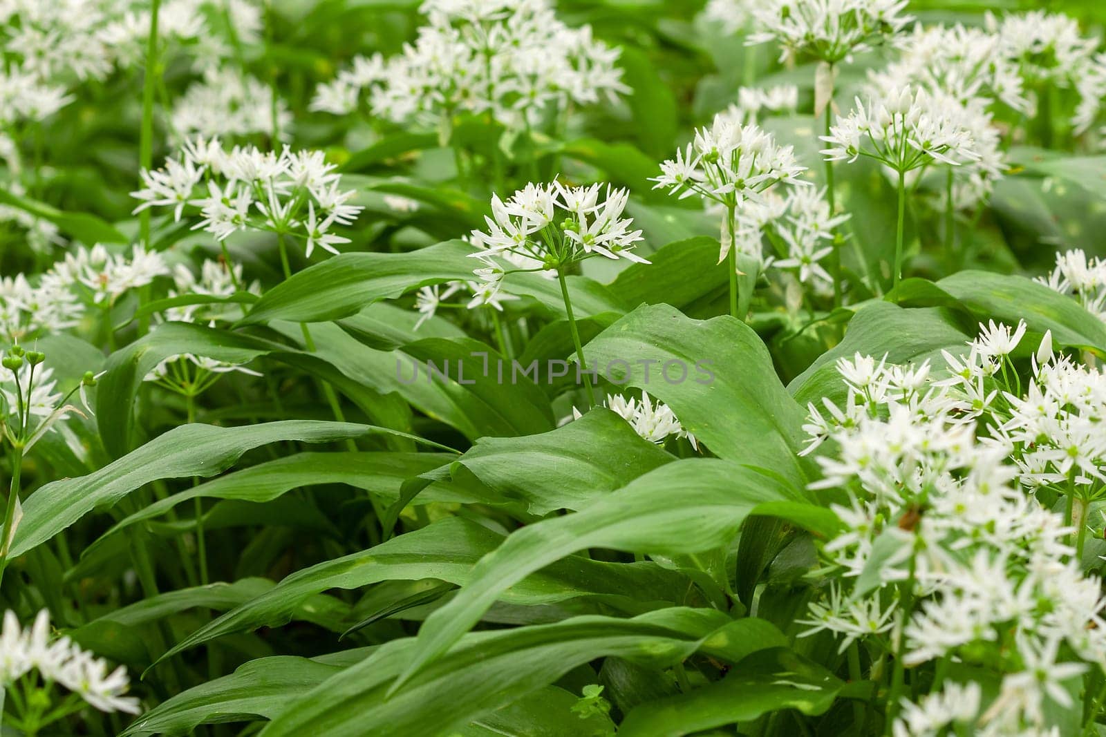 Wild garlic carpet in forest ready to harvest. Ramsons or bear's garlic growing in forest in spring. Allium ursinum. Czech Republic