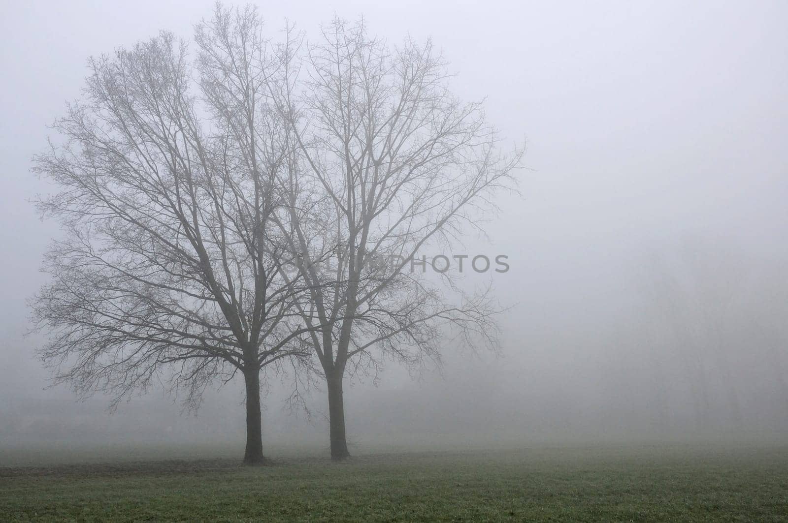 landscape with big bare trees in winter countryside, shot in foggy light.