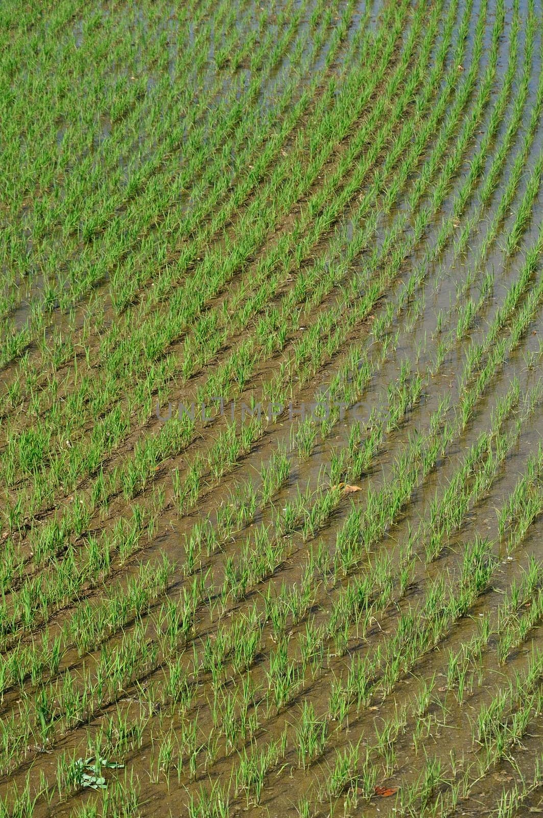 detail of new born rice plants in fields flooded with water, shot in bright spring day with reflections of sky.