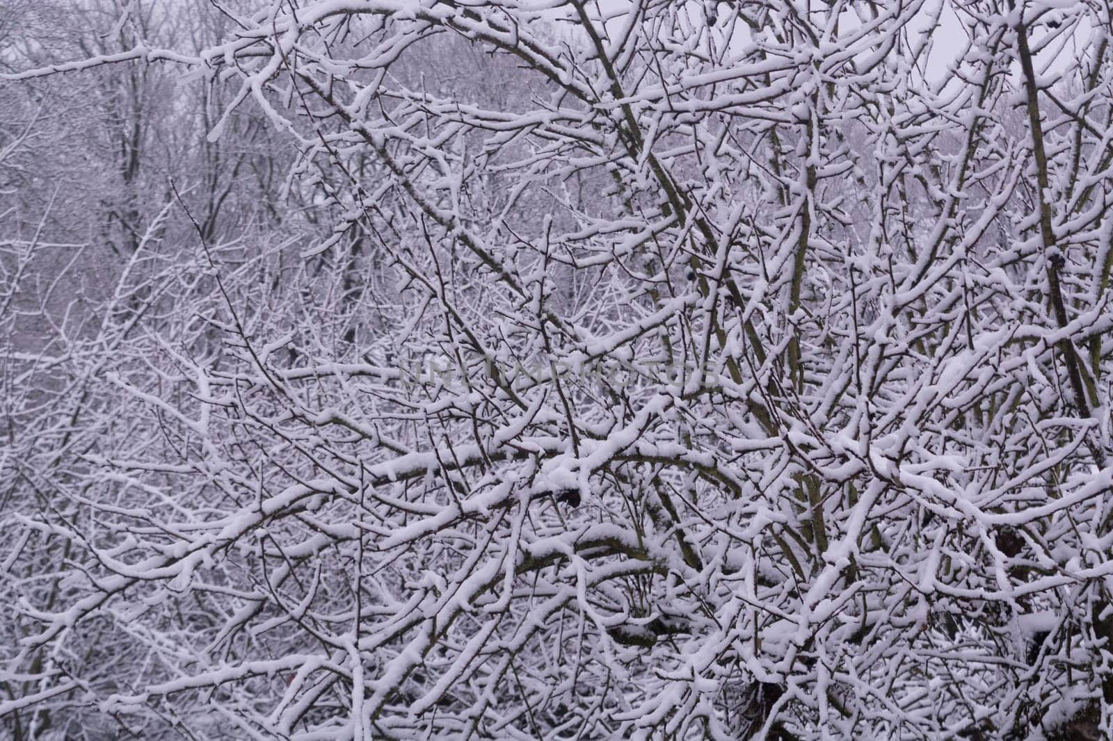Old tree covered with snow