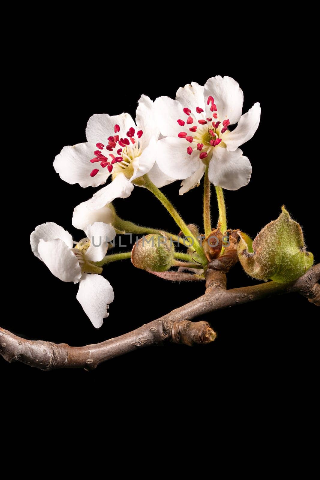 Detail shot of a branch of the apple tree with flowers, buds and leaves in front of a blurred background isolated on black