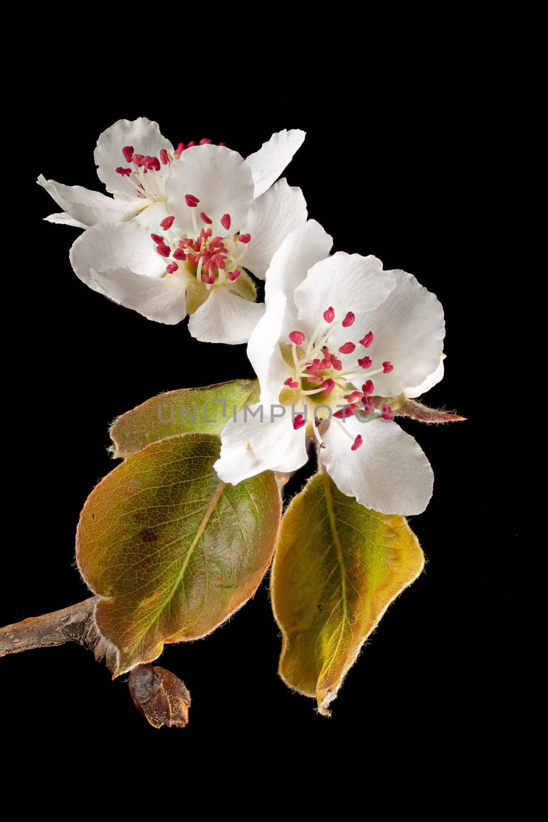 Detail shot of a branch of the apple tree with flowers, buds and leaves in front of a blurred background isolated on black
