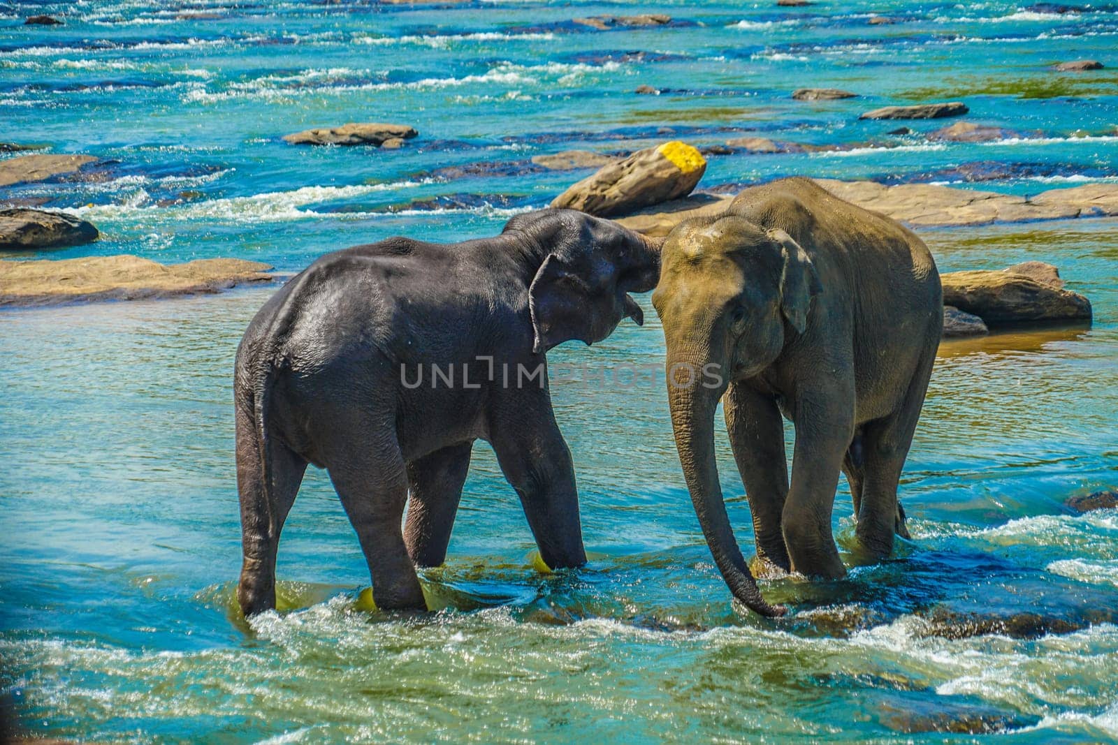 Wild elephant image (Sri Lanka Pinnawara). Shooting Location: Sri Lanka