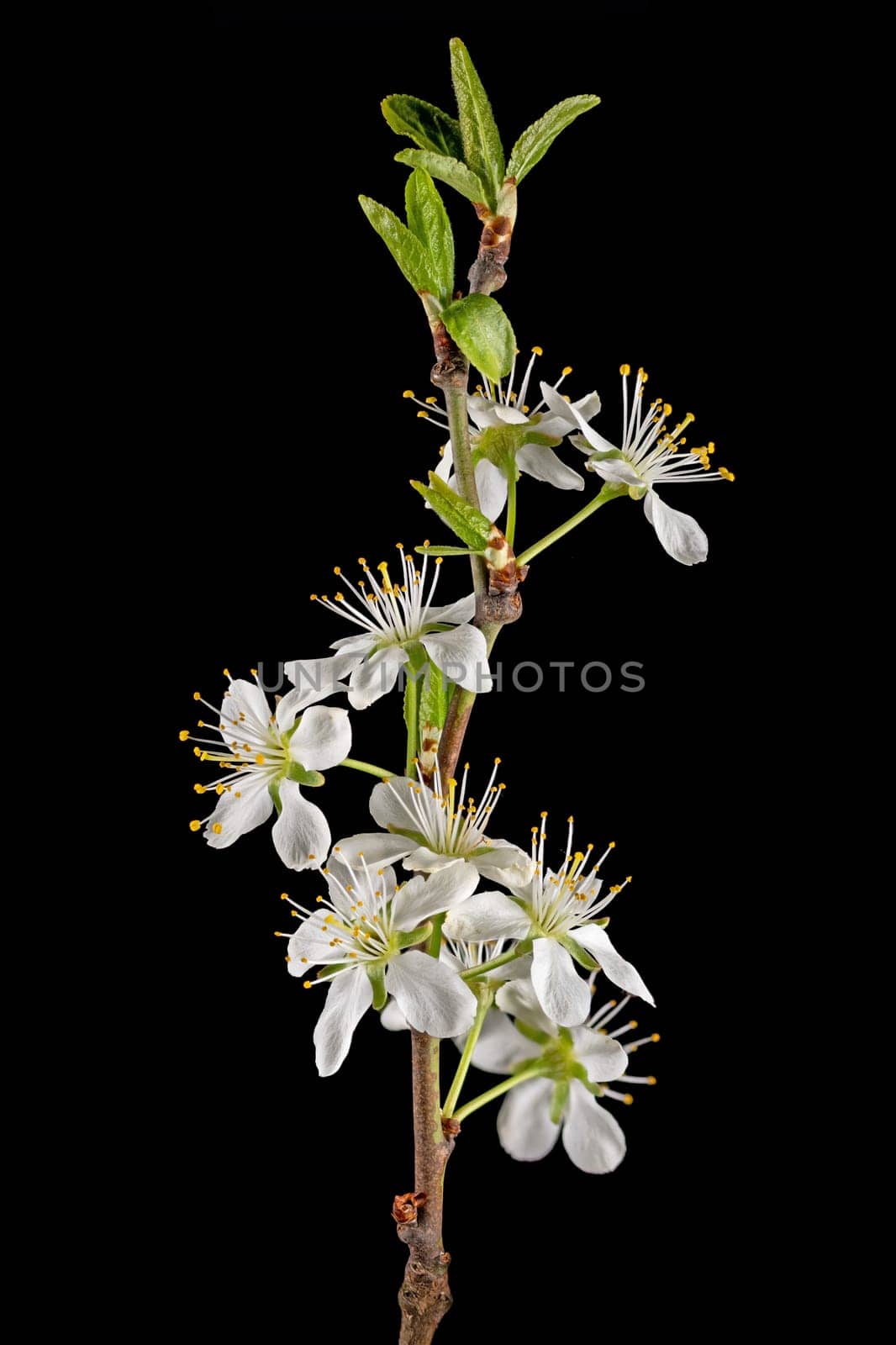 Detail shot of a branch of the plum tree with flowers, buds and leaves isolated on black