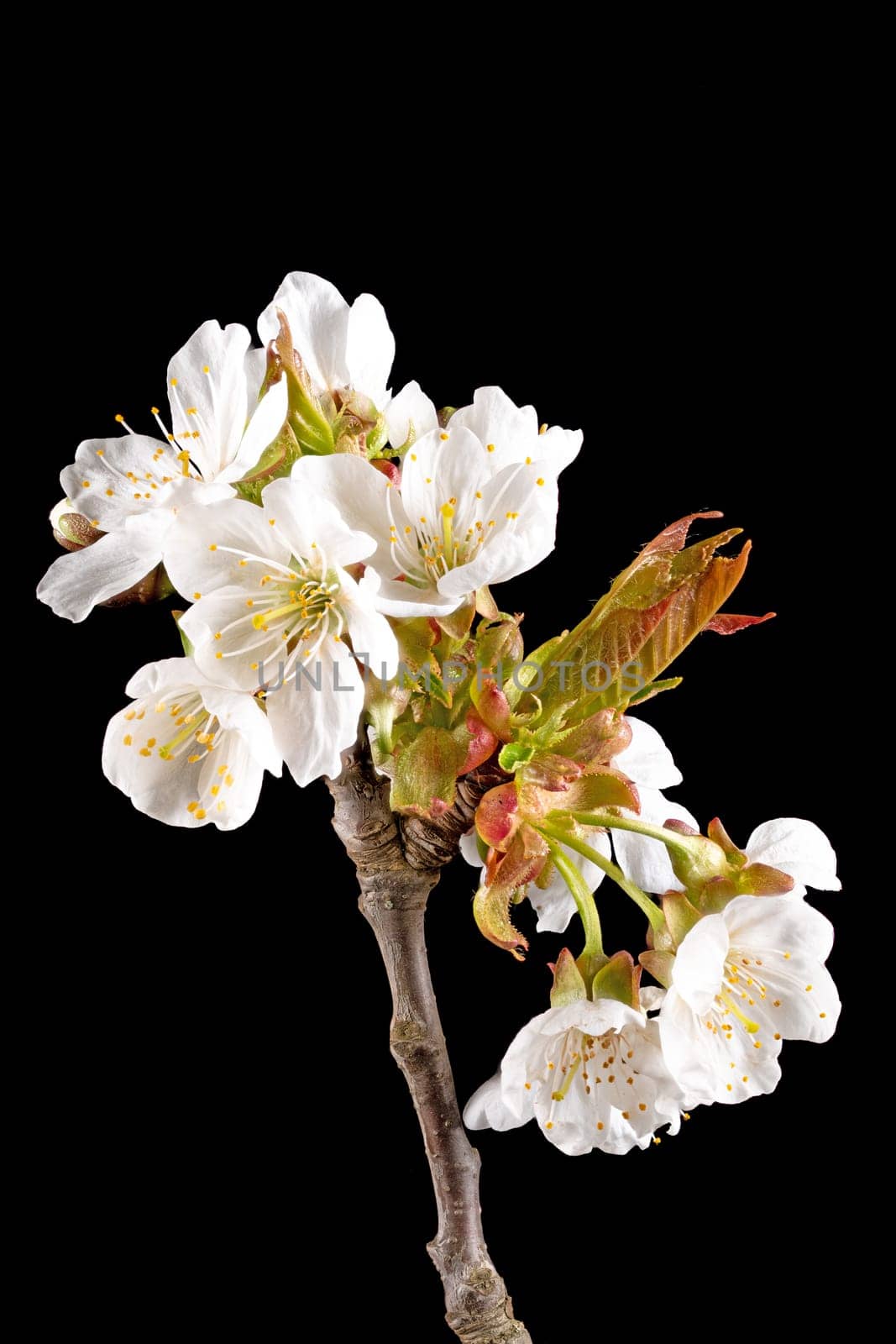 Detail shot of a branch of ta cherry tree with flowers, buds and leaves in front of a blurred background isolated on black