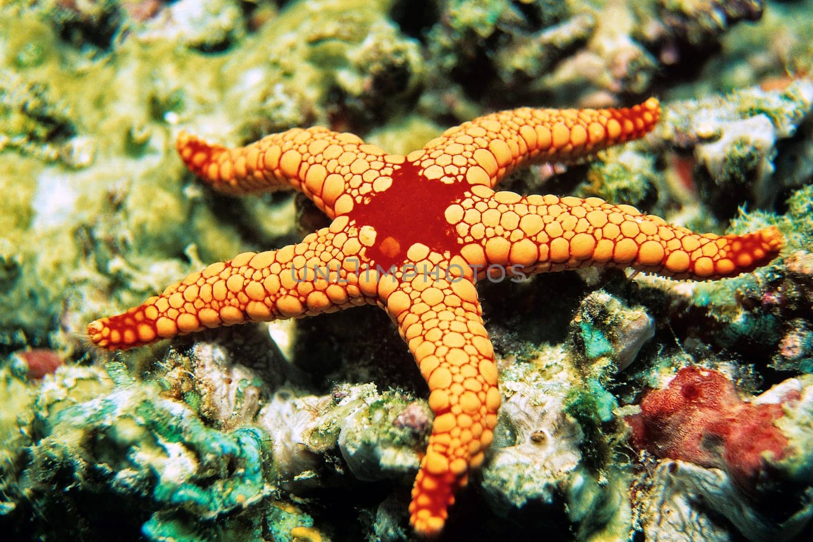 Pearl sea star, Indian Ocean, Maldives