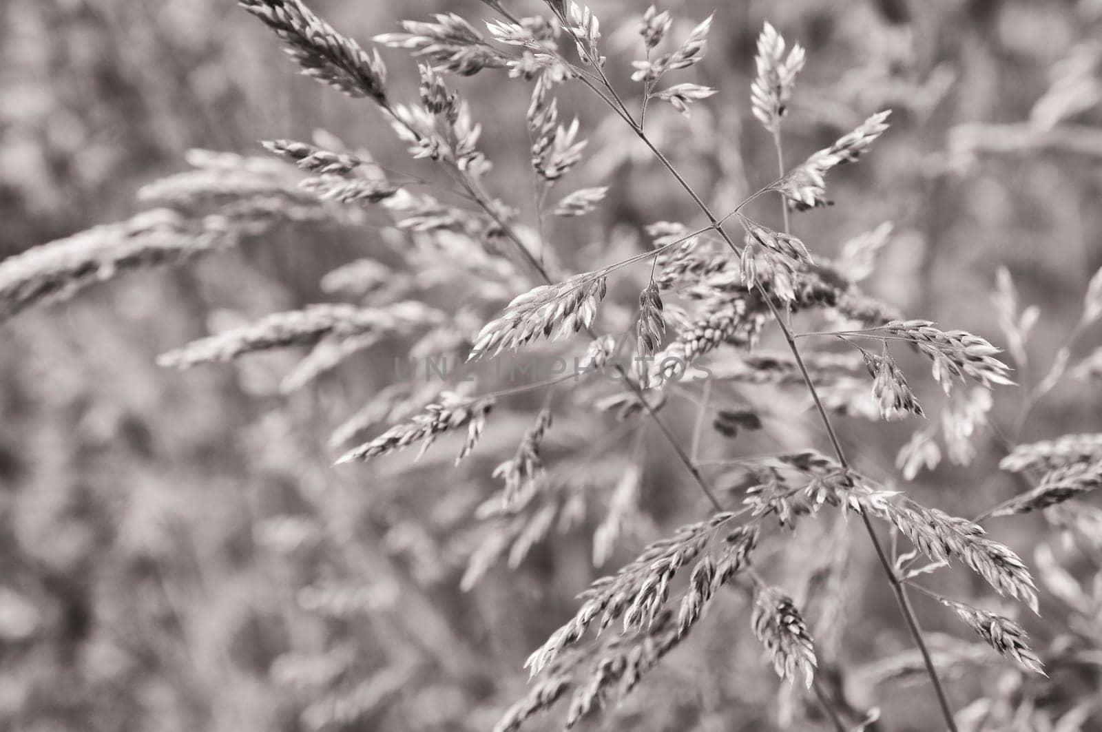 blooming grass in summer