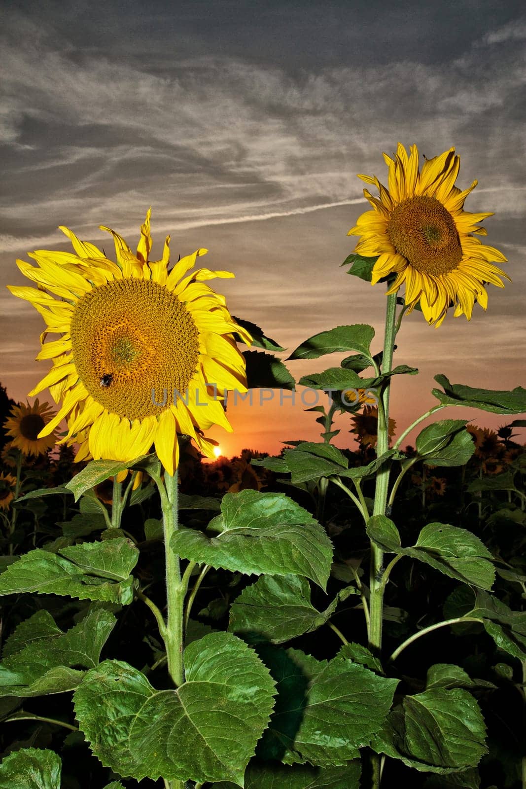 Sunflower field in the sunset
