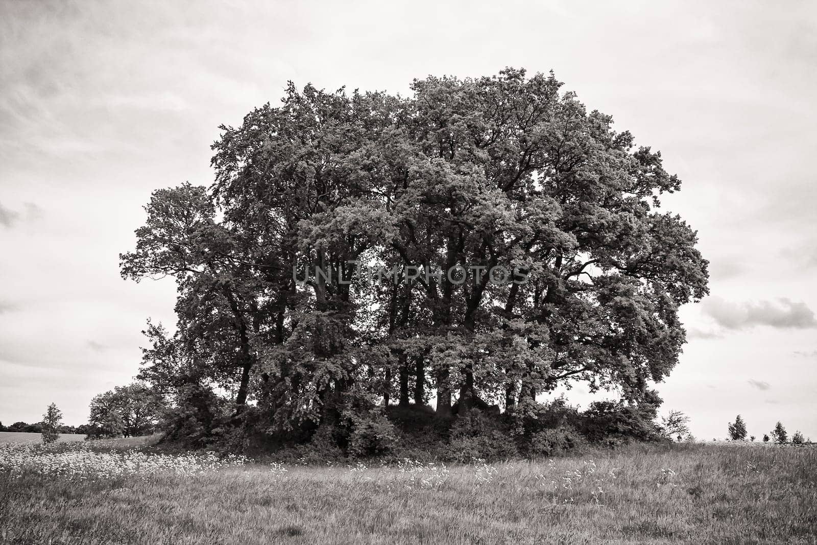 Rügen landscape with a tumulus, island of Rügen