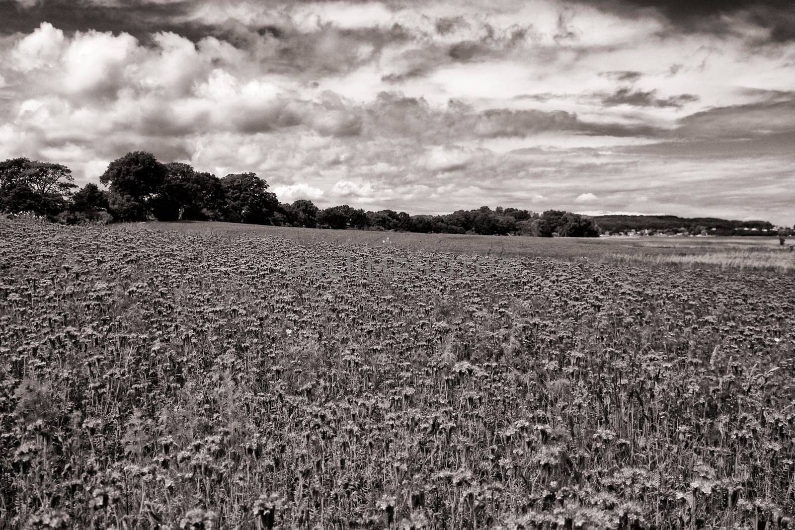 Phacelia field near Moritzdorf, Ruegen island