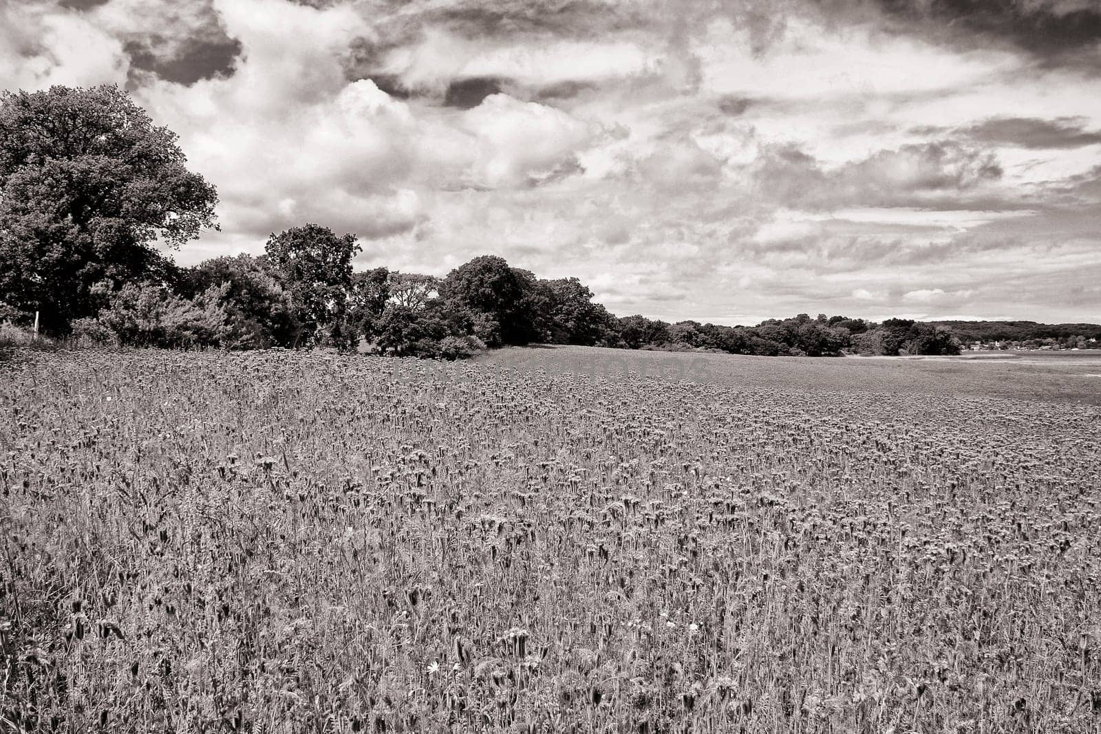 Phacelia field near Moritzdorf, Ruegen island