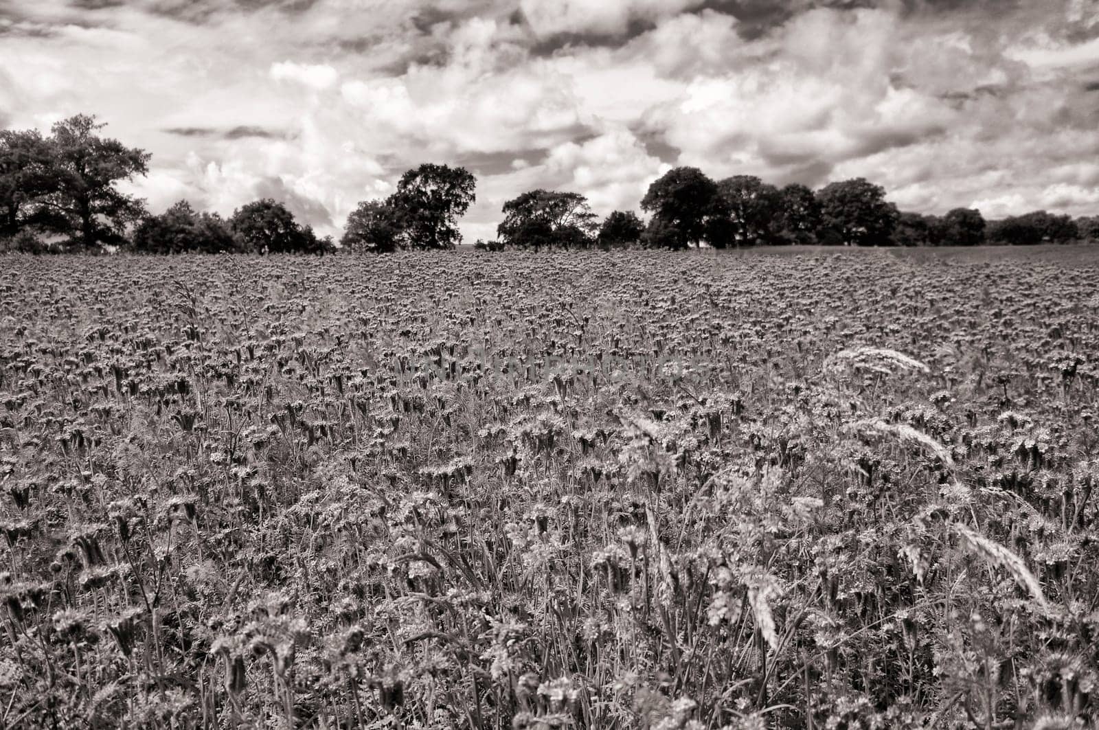 Phacelia field near Moritzdorf, Ruegen island