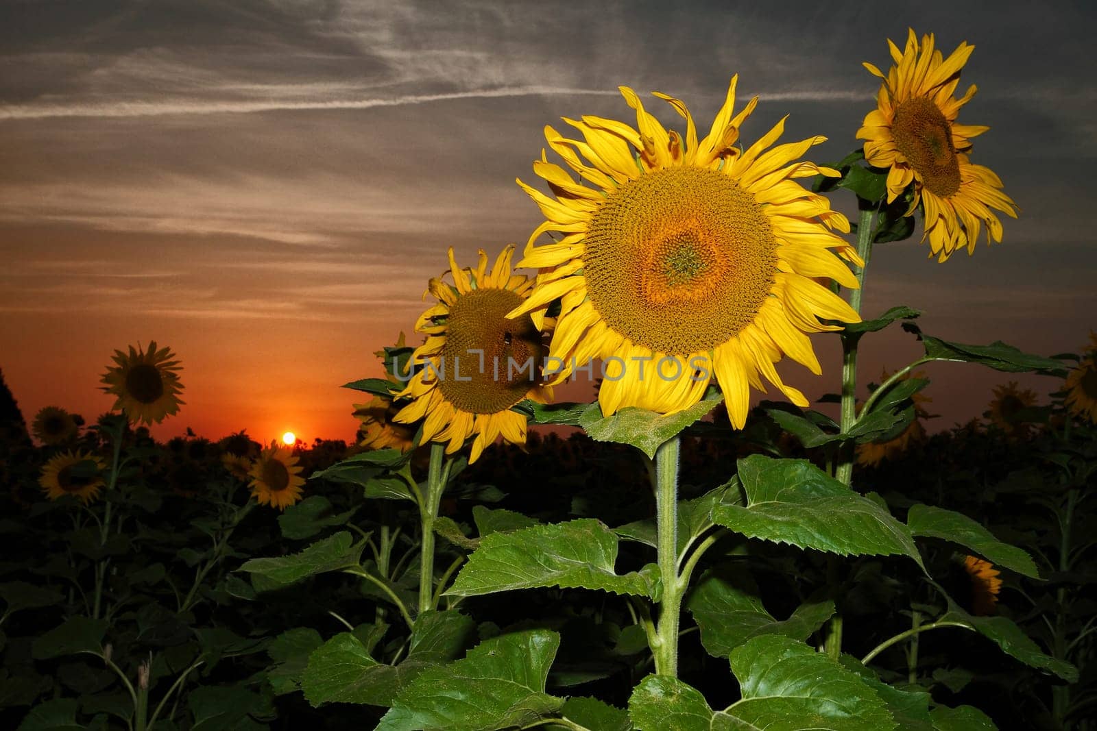 Sunflower field in the sunset