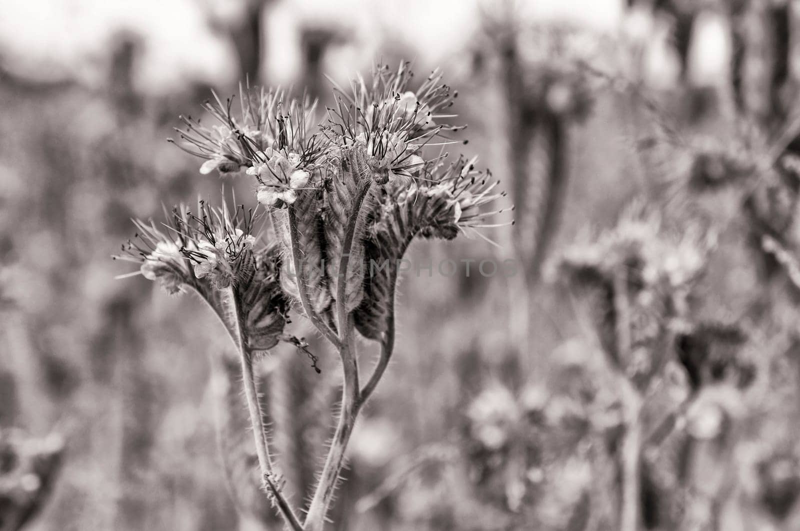 Phacelia plant