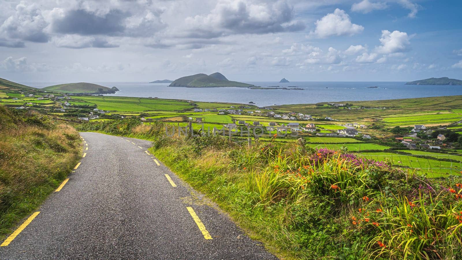 Wildflowers blooming at spring near road leading to Dunquin village. Beautiful panoramic view on Dingle Peninsula, Wild Atlantic Way, Kerry, Ireland