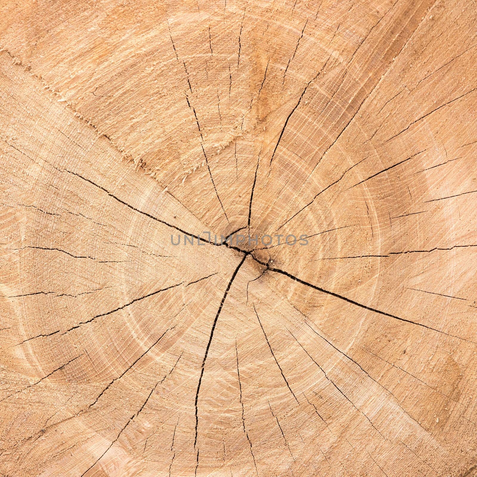 Texture of a wooden cut, brown rustic wood, closeup