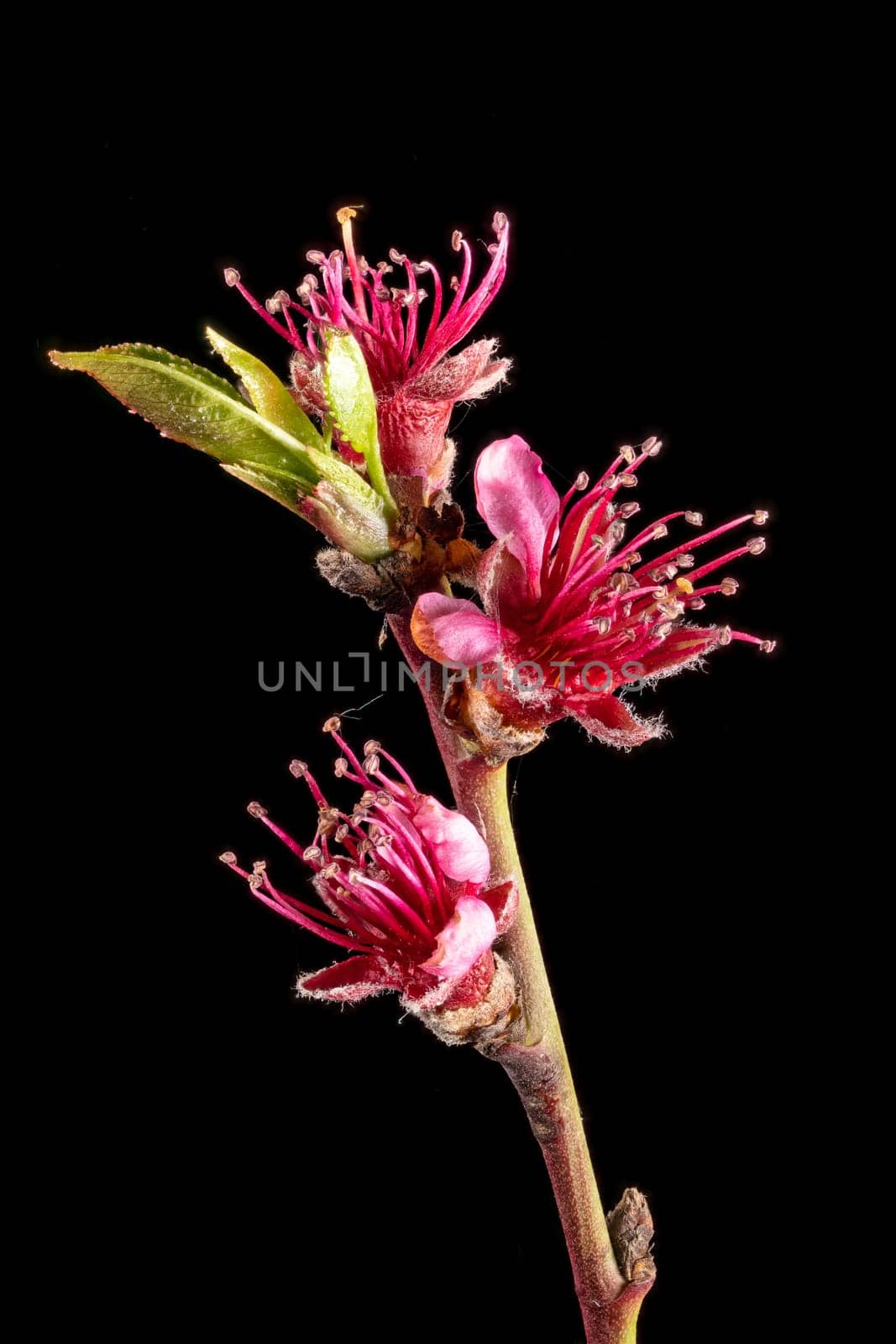 Detail shot of a branch of the peach tree with flowers, buds and leaves isolated on black