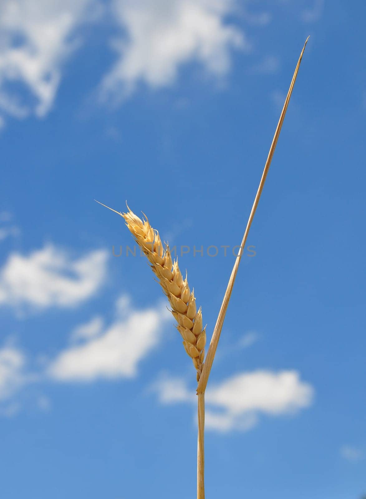Fully ripe ear of wheat in front of the sky