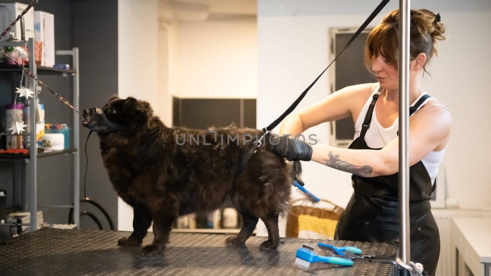 professional pet hairdresser hipster woman with tattoos cutting fur of cute black dog in beauty salon for animals