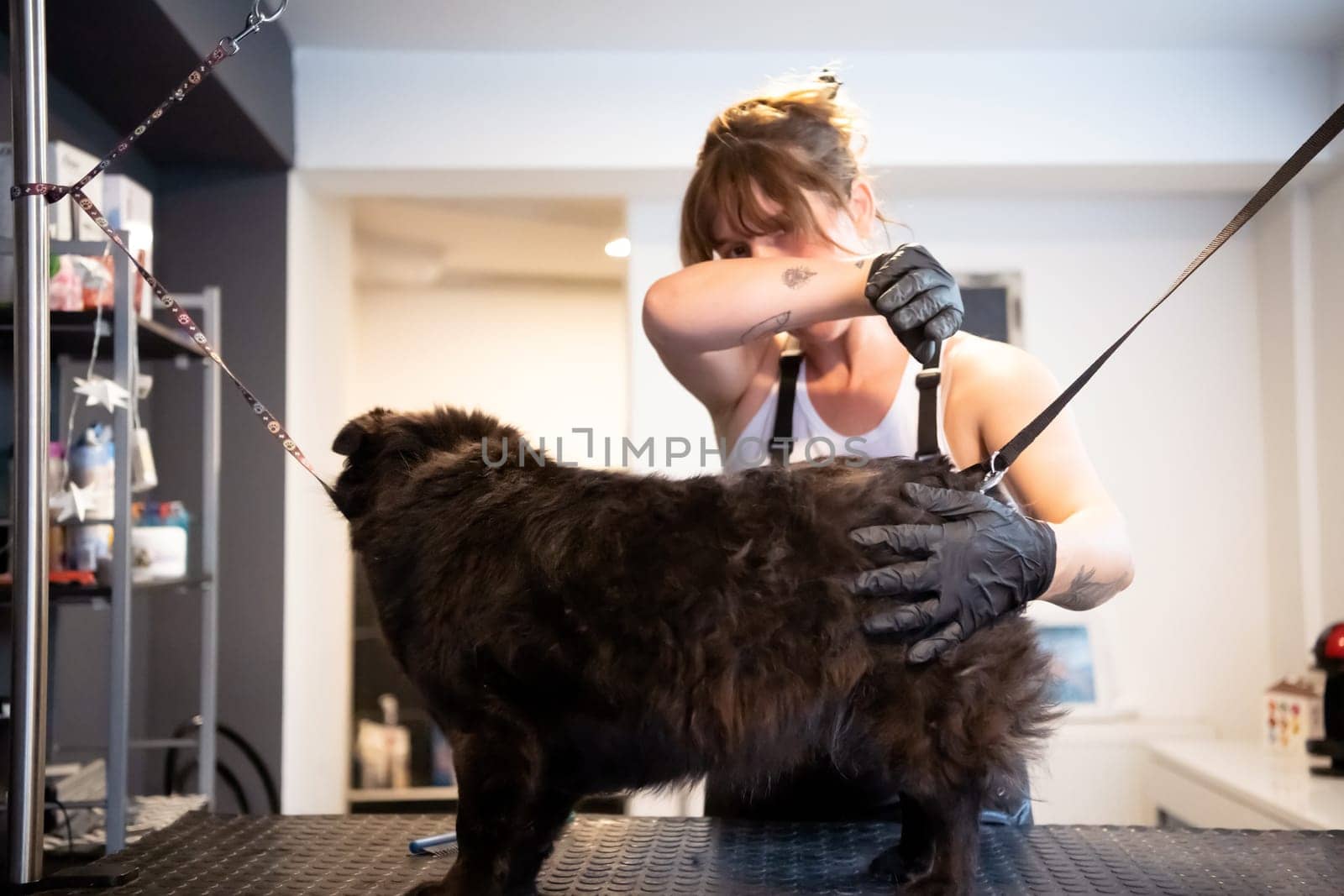 professional pet hairdresser hipster woman with tattoos cutting fur of cute black dog in beauty salon for animals