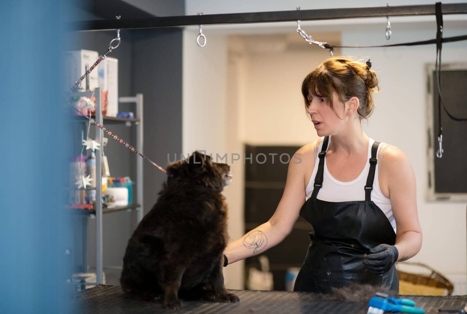 professional pet hairdresser hipster woman with tattoos cutting fur of cute black dog in beauty salon for animals