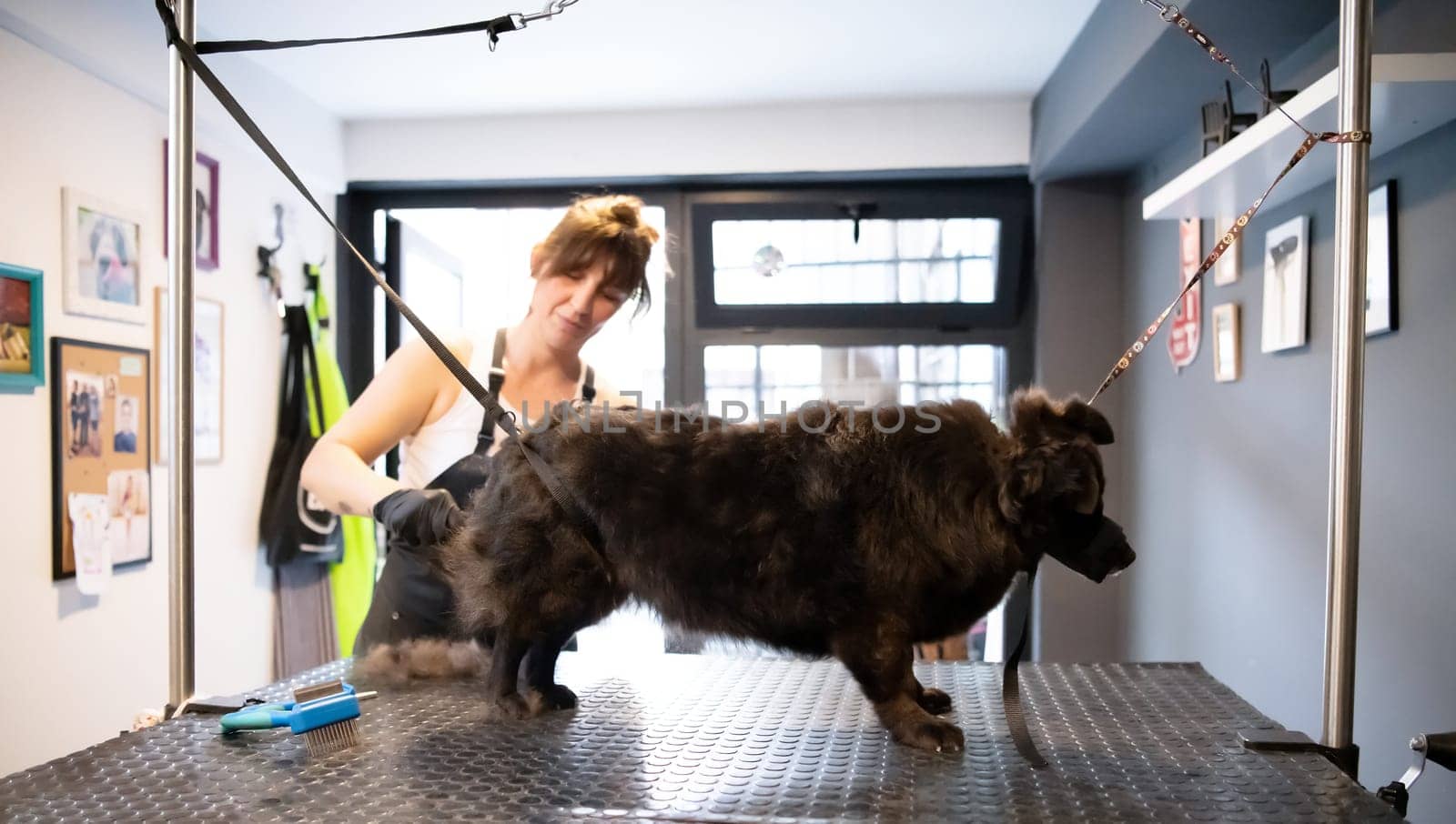 professional pet hairdresser hipster woman with tattoos cutting fur of cute black dog in beauty salon for animals