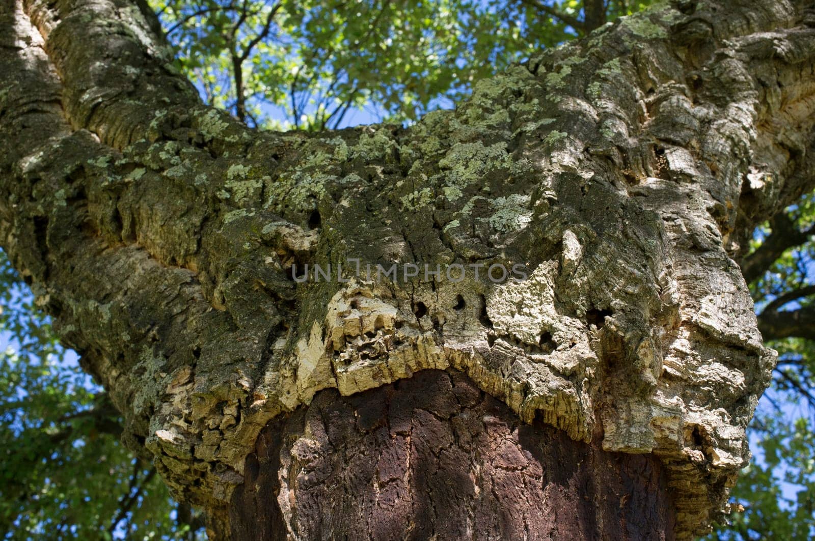 Cork oaks trunks after cork harvest or saca. Selective focus. Forestry at mediterranean forest concept