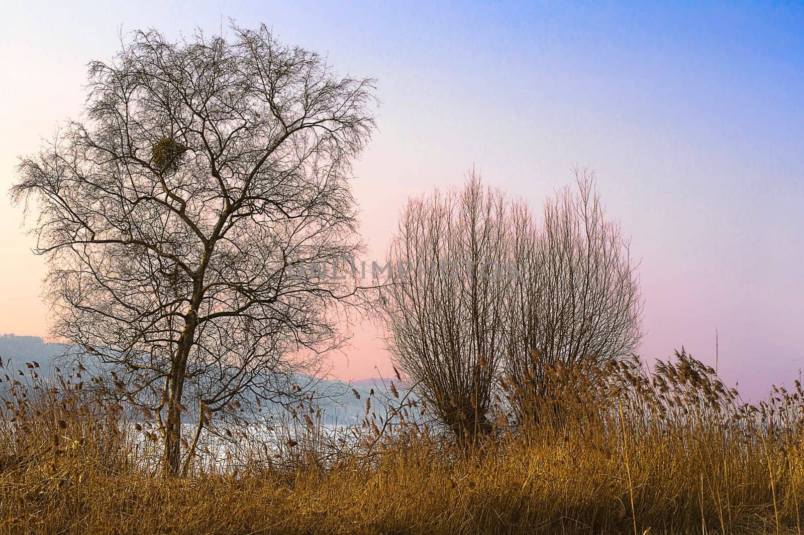 Ash and wicker pasture at Lake Sempach